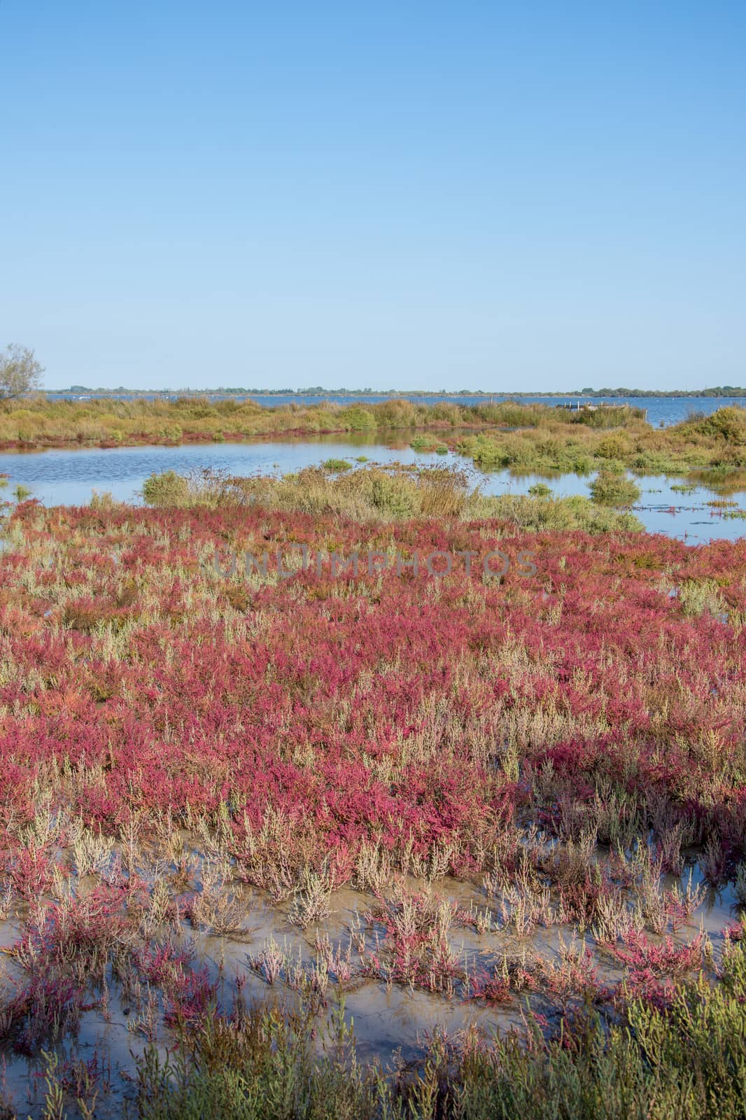 landscape of Camargues in the south of France. Ornithological nature reserve
