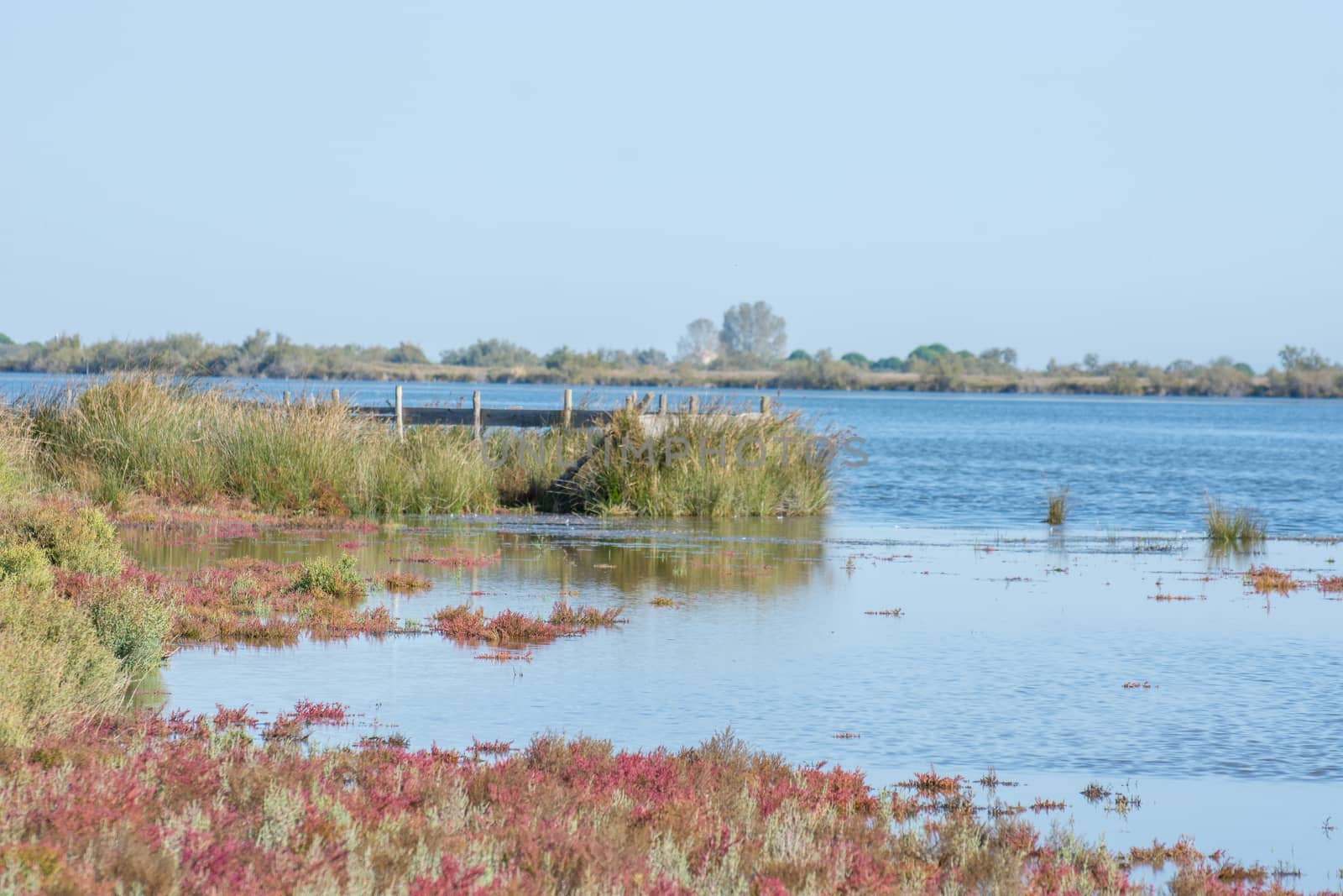 landscape of Camargues in the south of France. Ornithological nature reserve