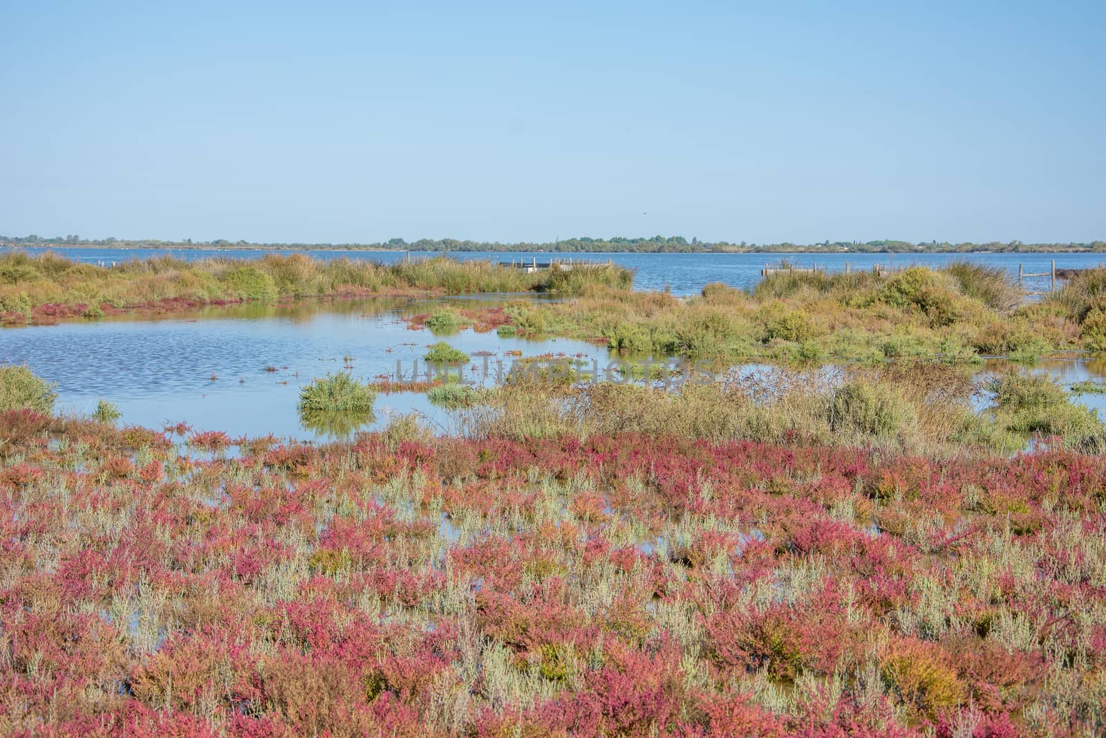 landscape of Camargues in the south of France. Ornithological nature reserve