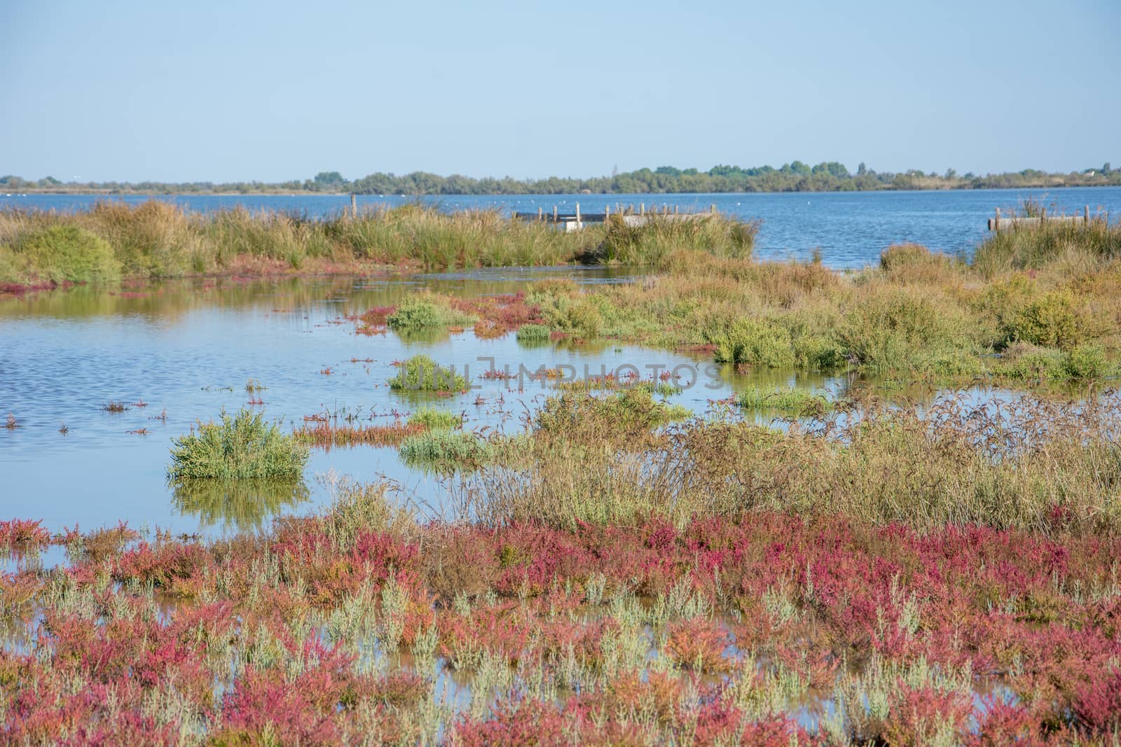 landscape of Camargues in the south of France. Ornithological nature reserve