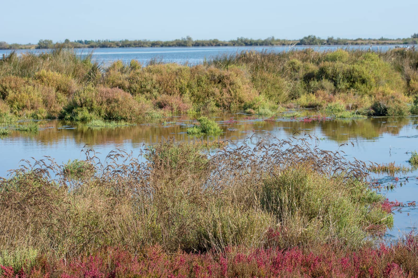 landscape of Camargues in the south of France. Ornithological nature reserve