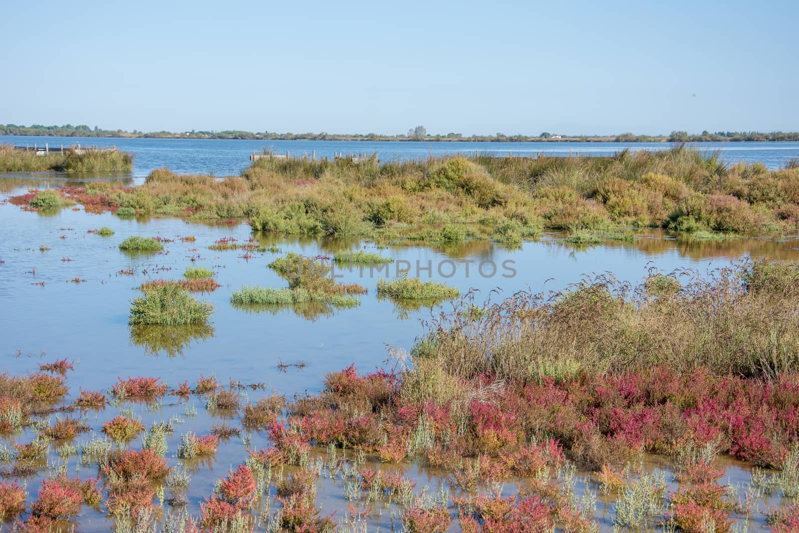 landscape of Camargues in the south of France. Ornithological nature reserve