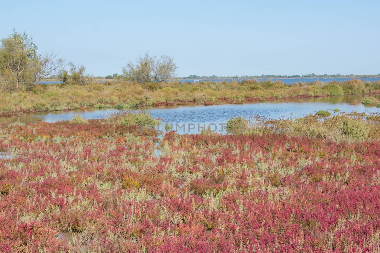 landscape of Camargues in the south of France. Ornithological nature reserve