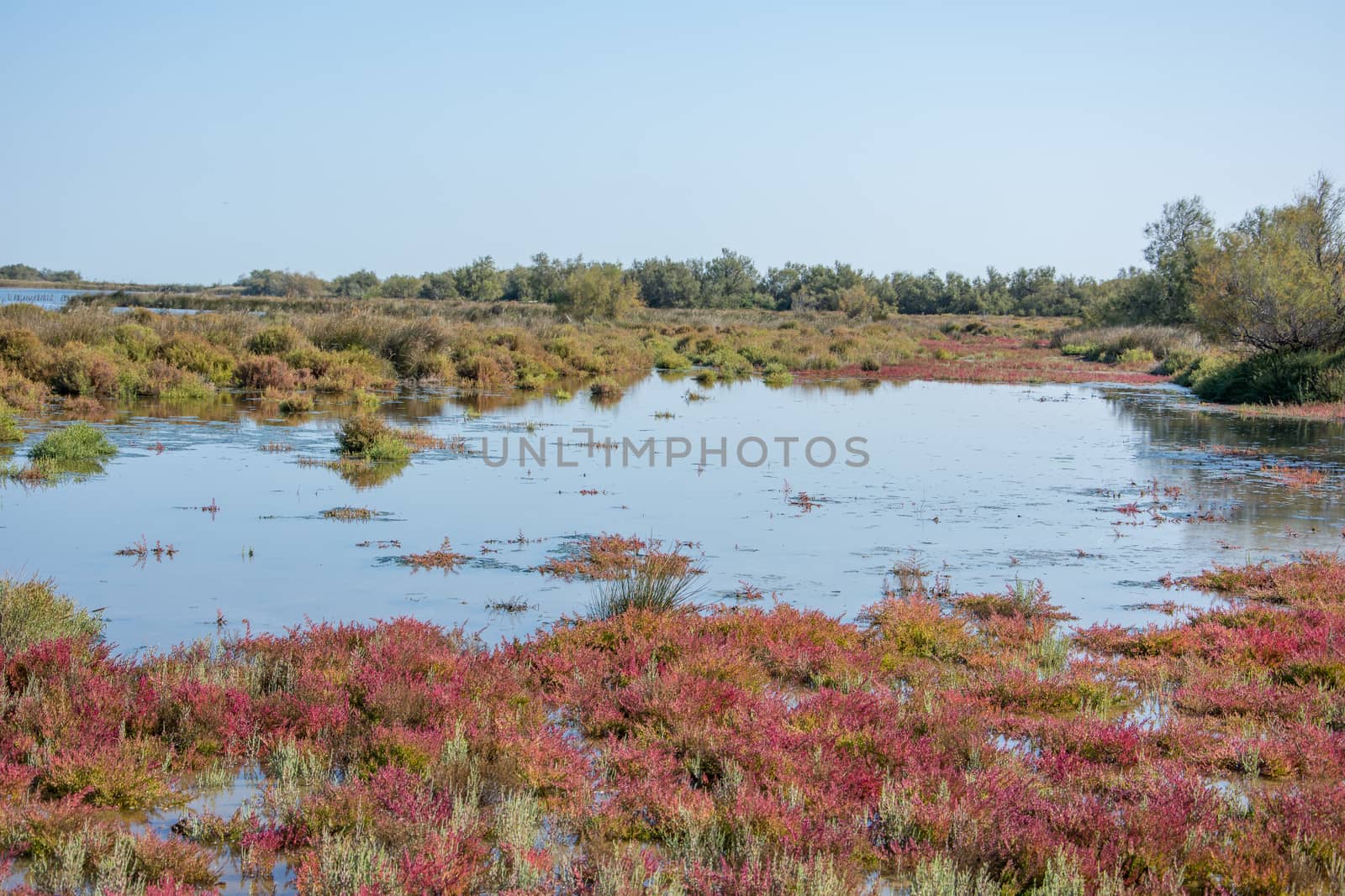 landscape of Camargues in the south of France by shovag