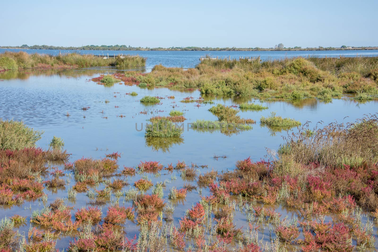 landscape of Camargues in the south of France. Ornithological nature reserve