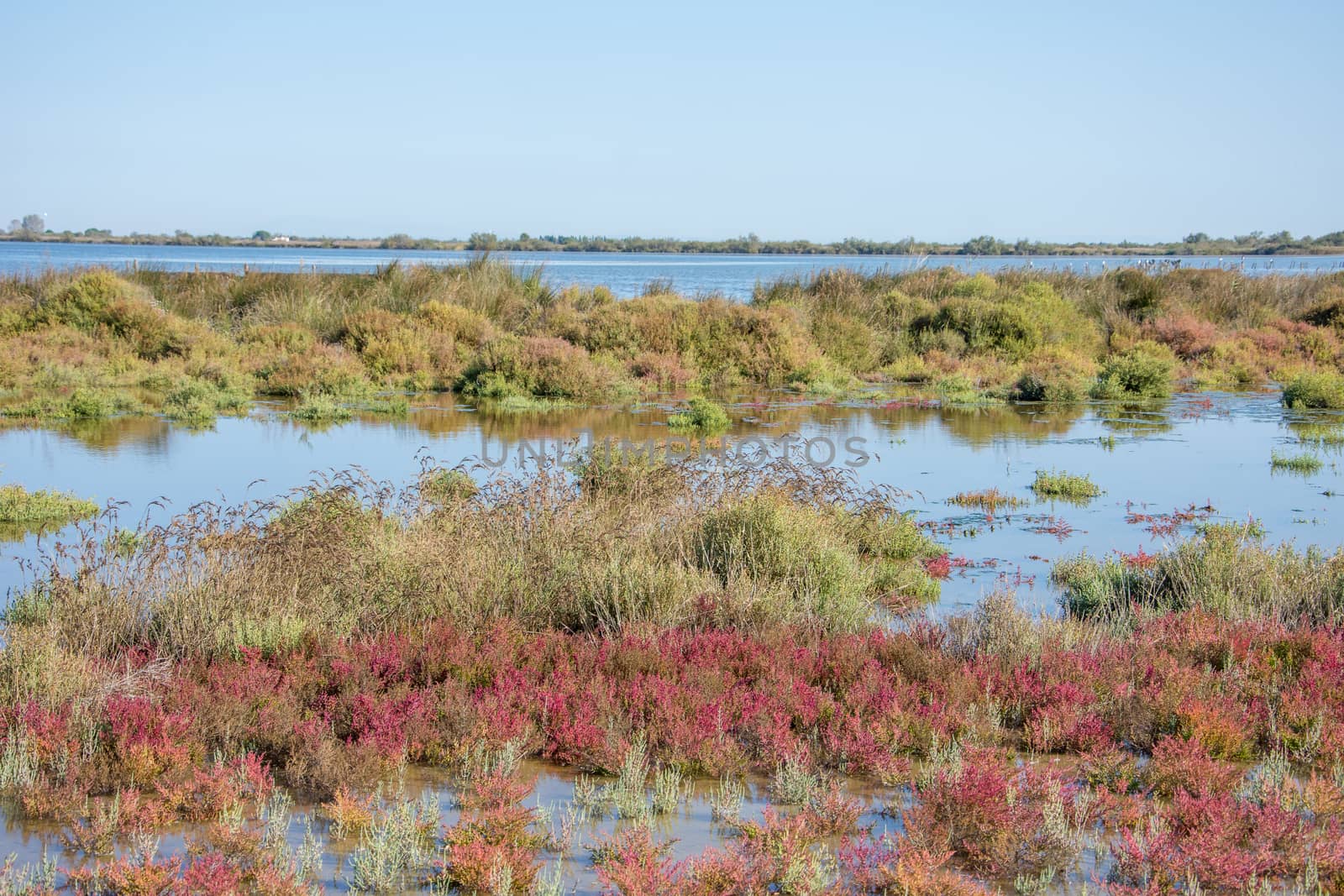 landscape of Camargues in the south of France. Ornithological nature reserve