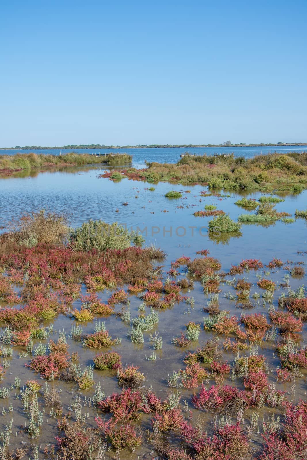 landscape of Camargues in the south of France. Ornithological nature reserve