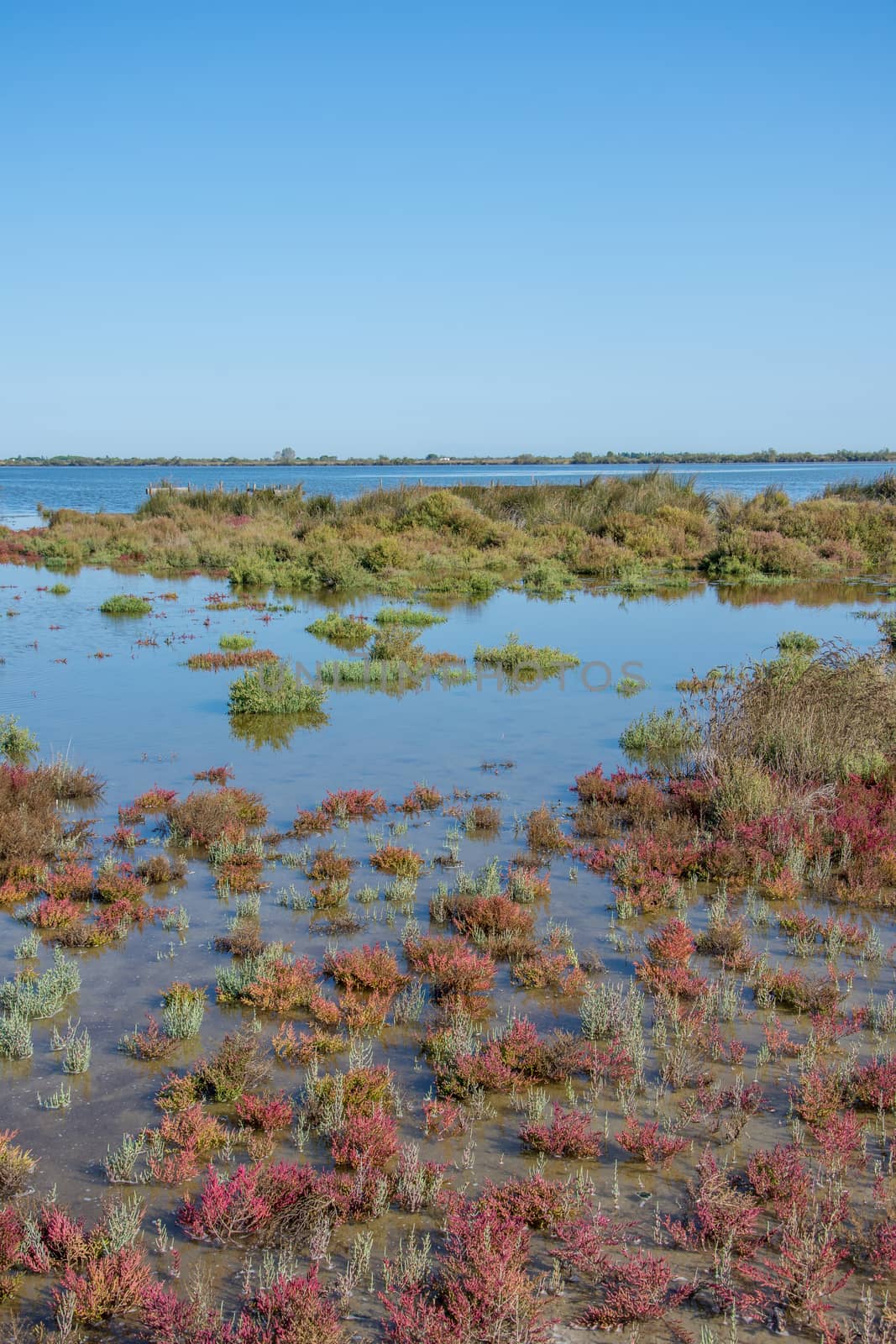 landscape of Camargues in the south of France. Ornithological nature reserve