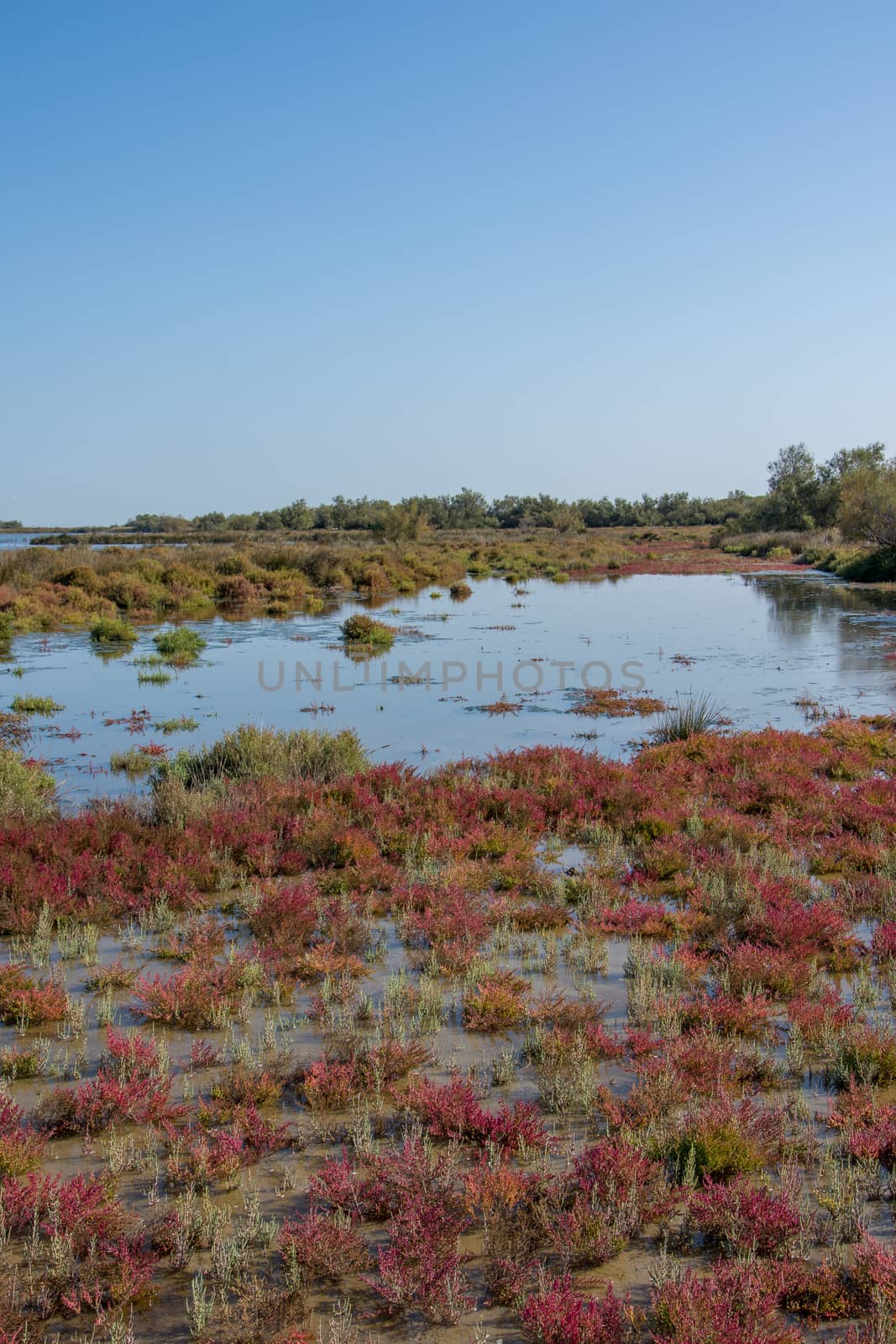 landscape of Camargues in the south of France. Ornithological nature reserve