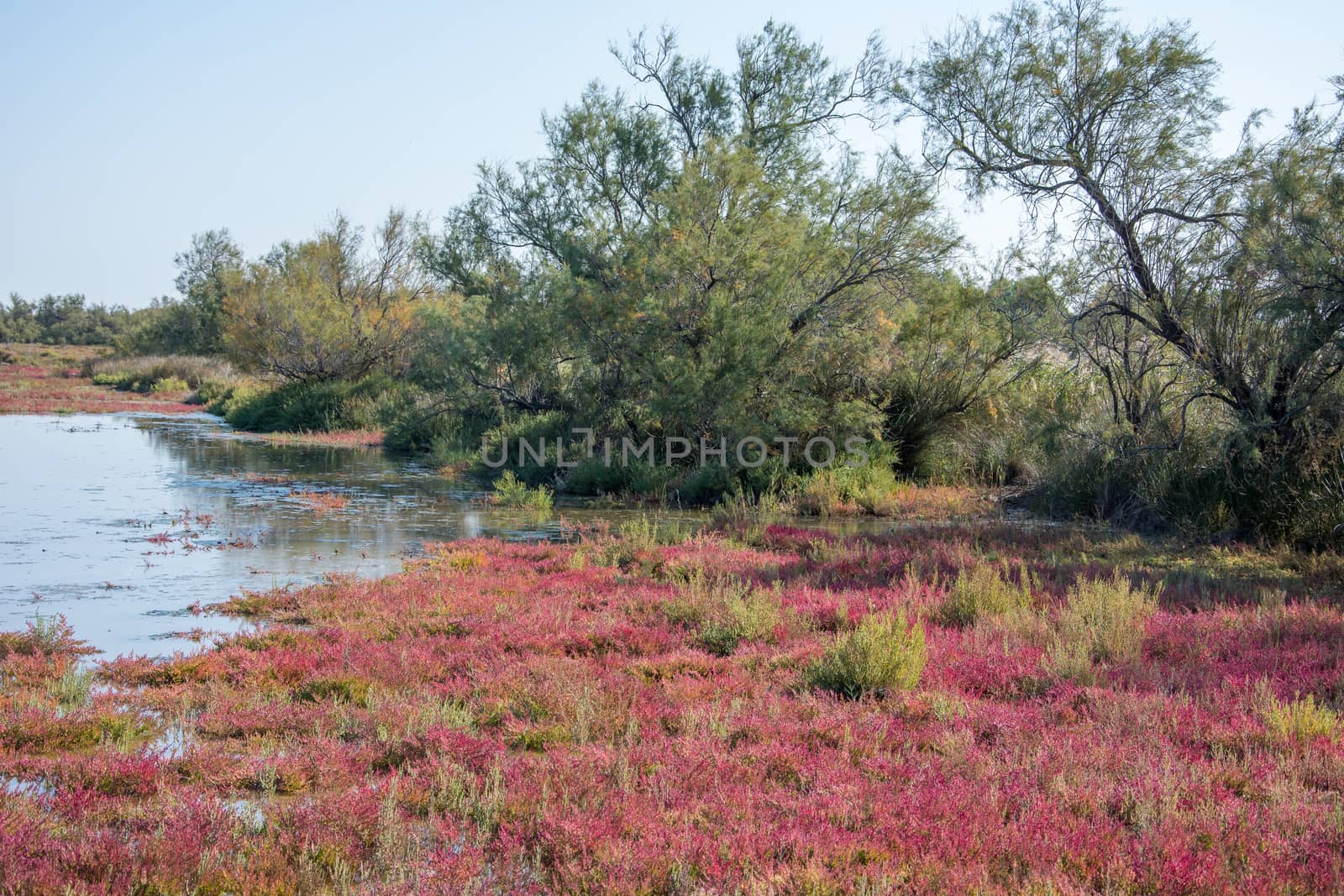 landscape of Camargues in the south of France by shovag