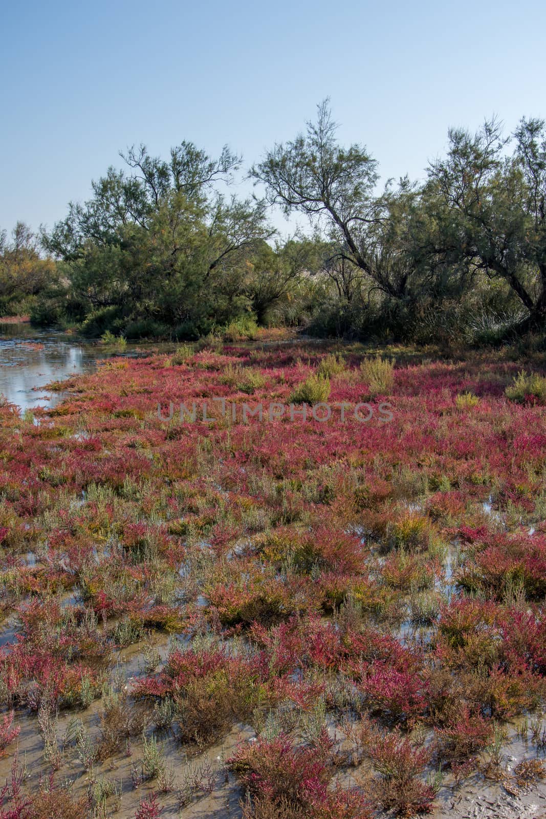 landscape of Camargues in the south of France. Ornithological nature reserve