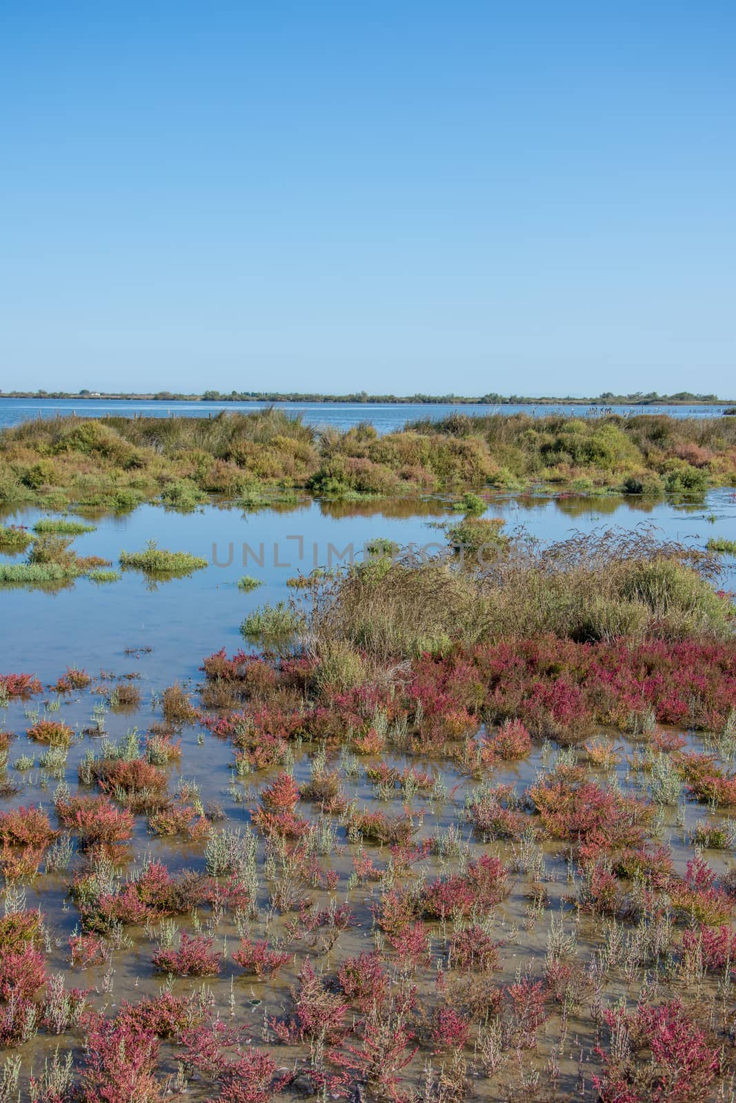landscape of Camargues in the south of France. Ornithological nature reserve