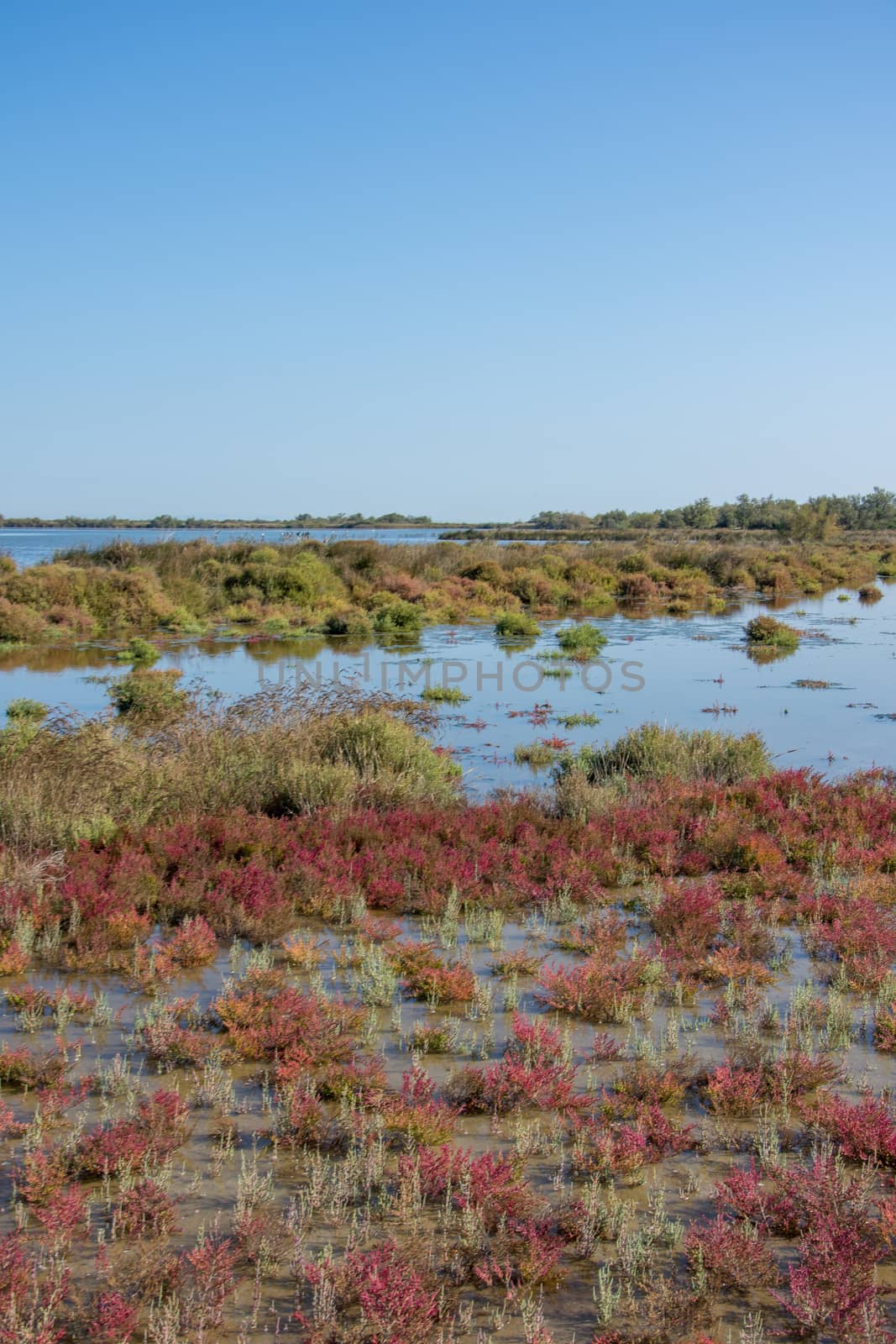 landscape of Camargues in the south of France. Ornithological nature reserve