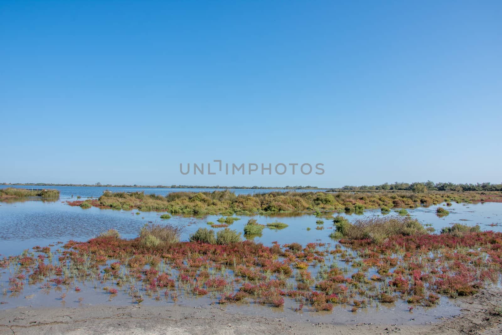 landscape of Camargues in the south of France by shovag