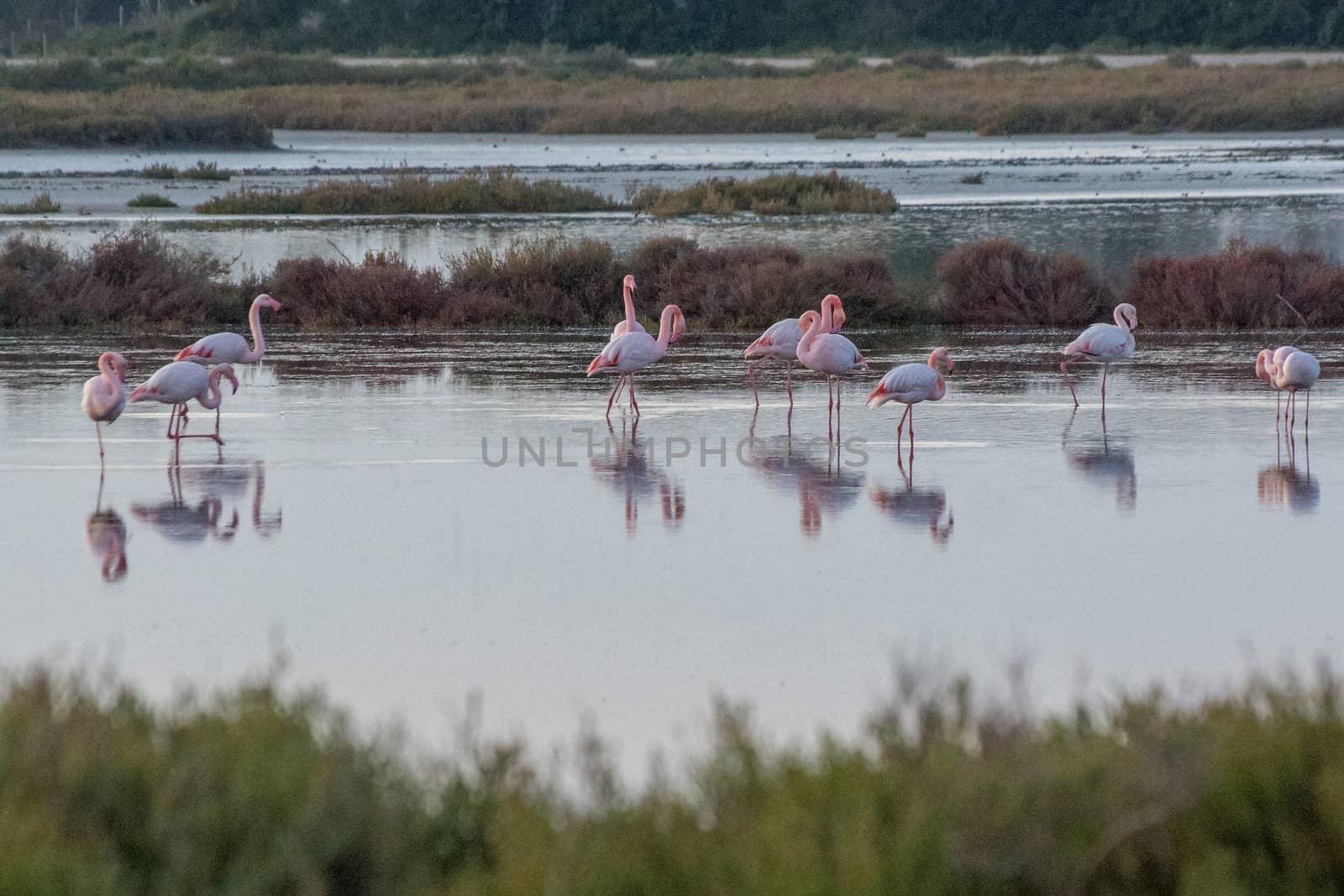 landscape of Camargues in the south of France. Ornithological nature reserve