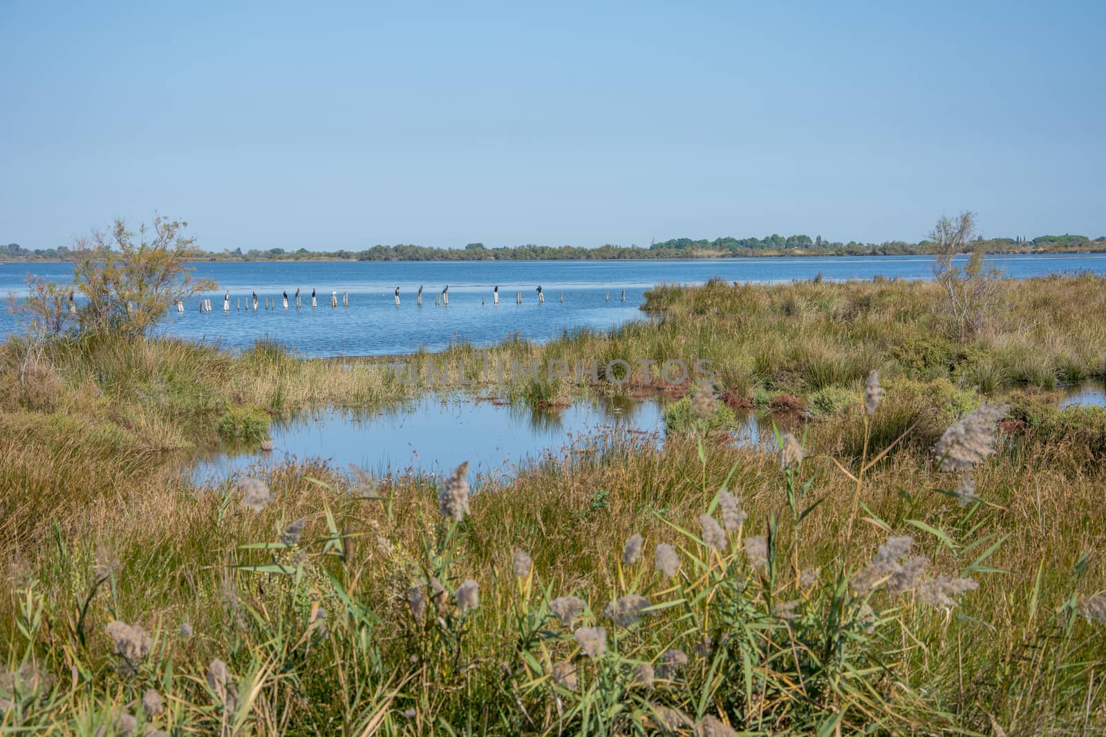 landscape of Camargues in the south of France. Ornithological nature reserve