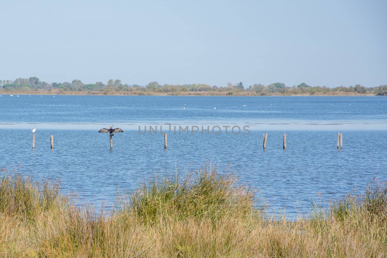 landscape of Camargues in the south of France. Ornithological nature reserve