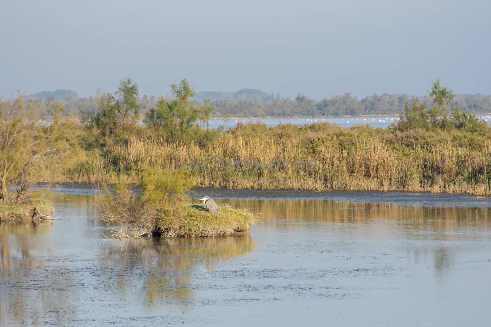 landscape of Camargues in the south of France. Ornithological nature reserve