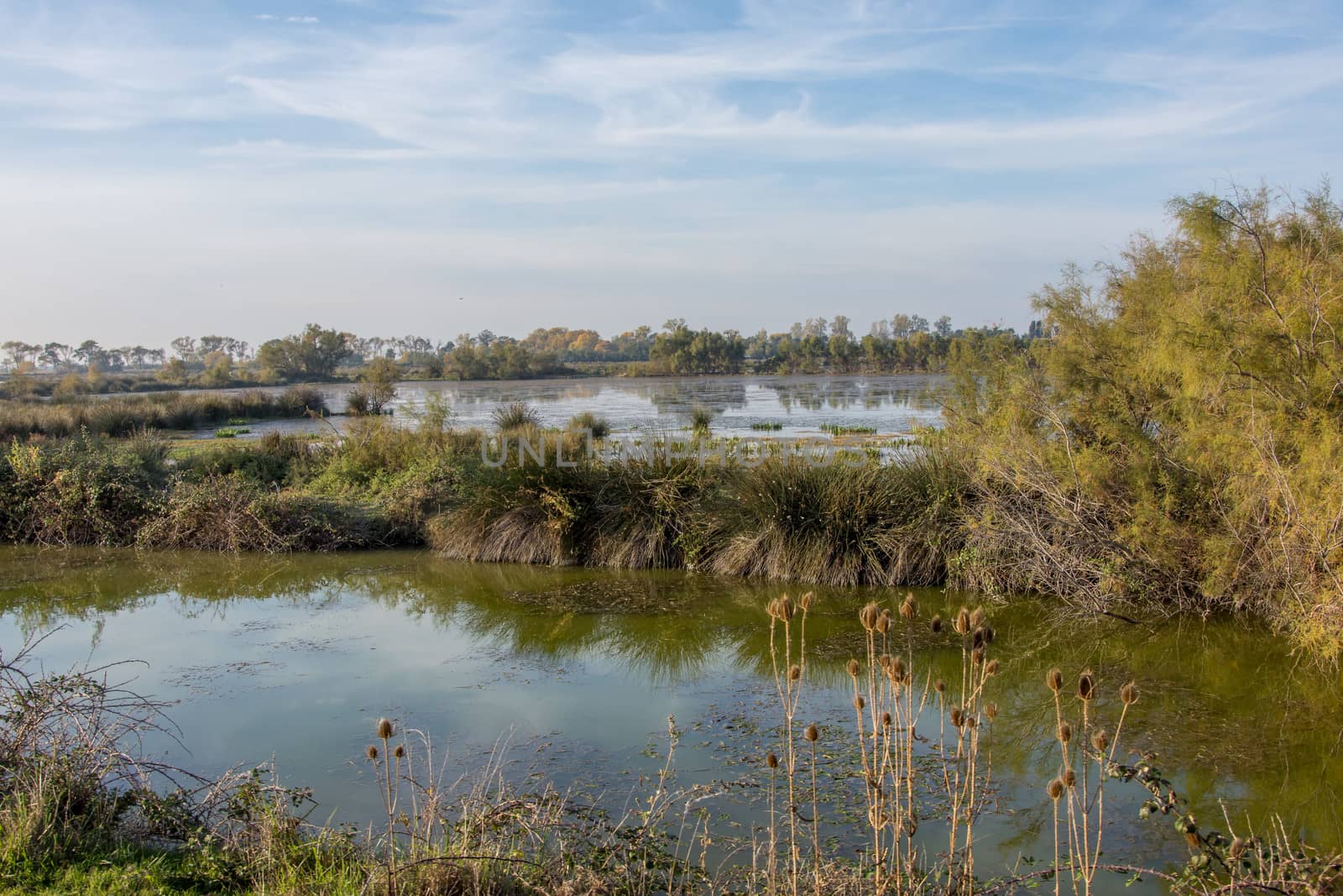 landscape of Camargues in the south of France. Ornithological nature reserve