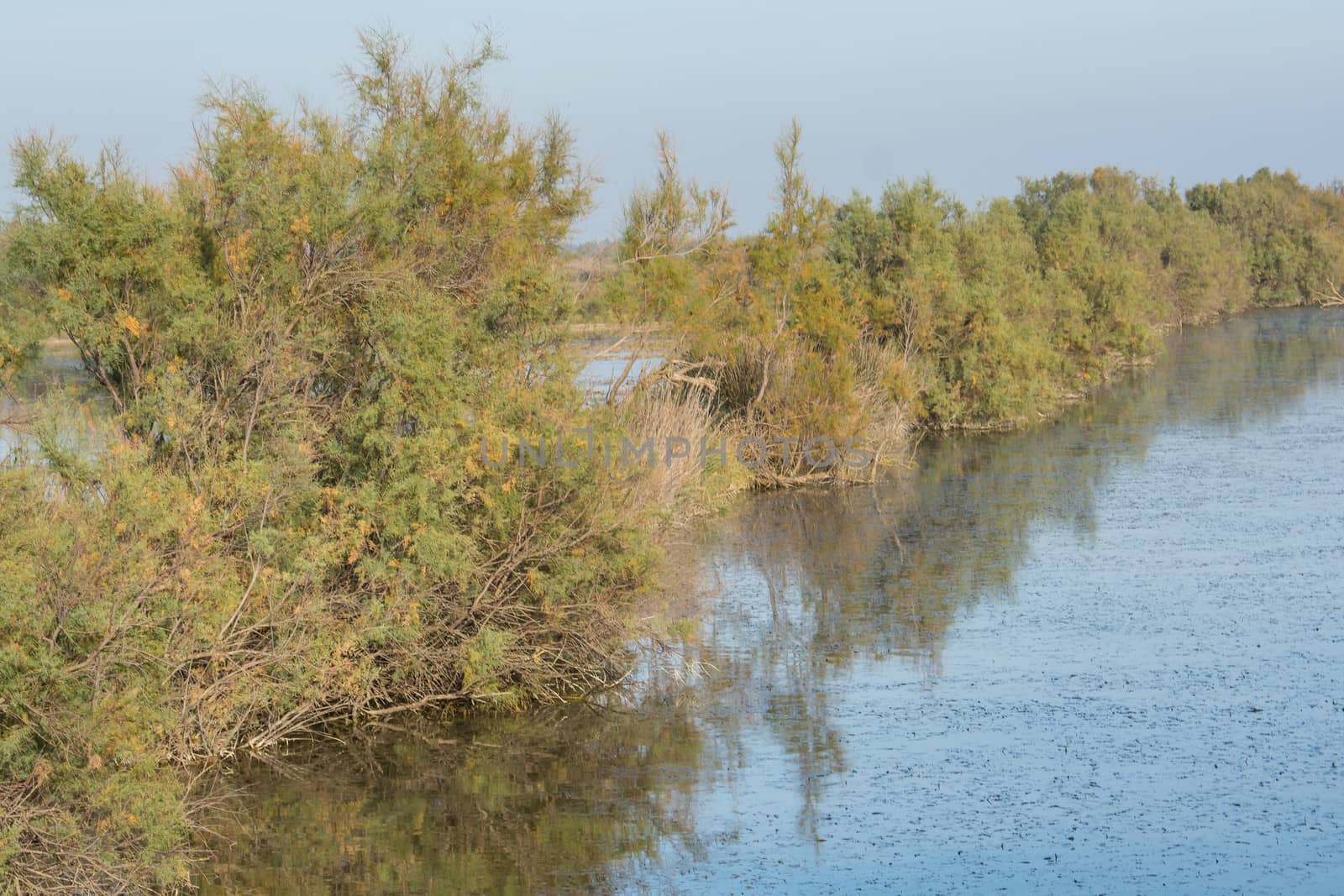 landscape of Camargues in the south of France. Ornithological nature reserve