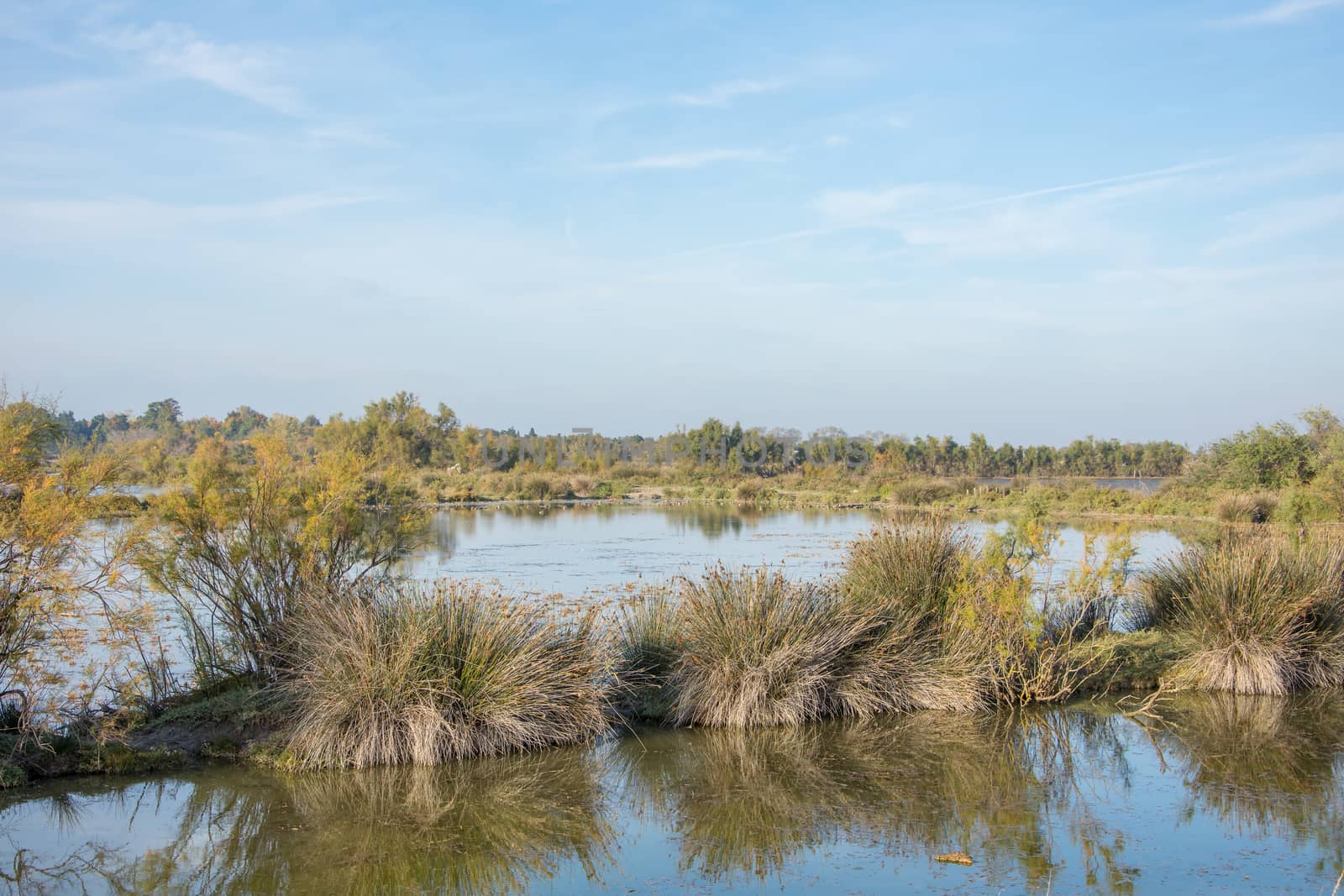 landscape of Camargues in the south of France by shovag