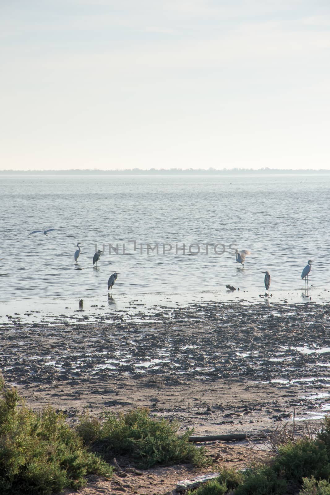 landscape of Camargues in the south of France. Ornithological nature reserve