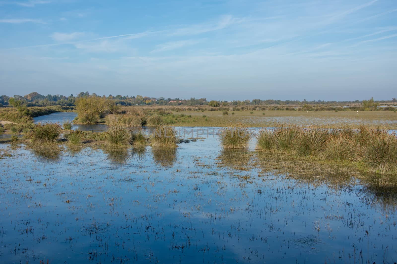 landscape of Camargues in the south of France. Ornithological nature reserve