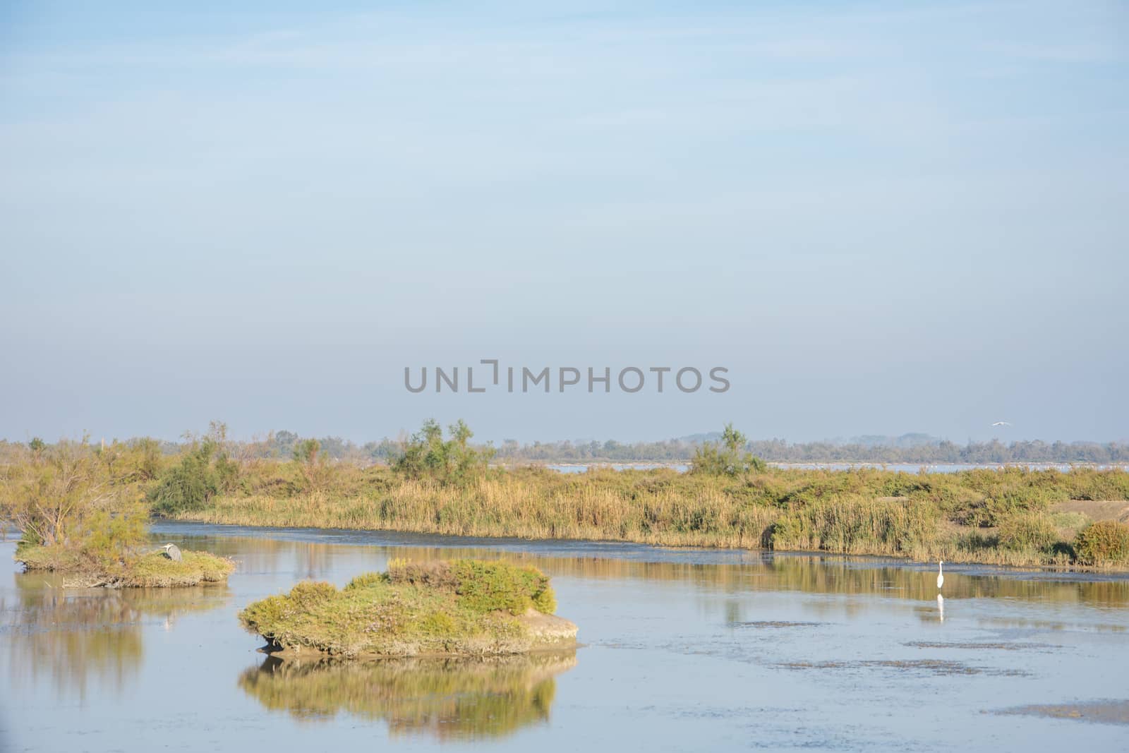 landscape of Camargues in the south of France. Ornithological nature reserve