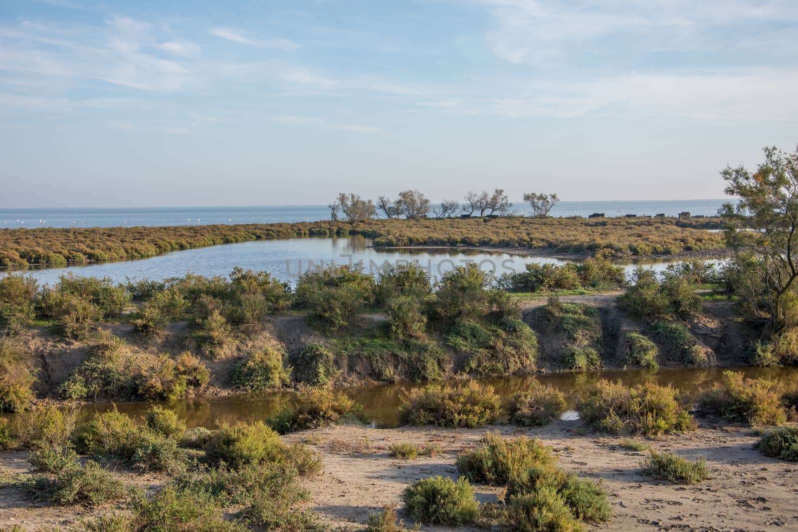 landscape of Camargues in the south of France. Ornithological nature reserve