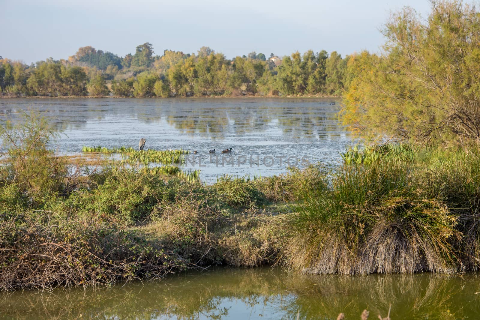 landscape of Camargues in the south of France by shovag