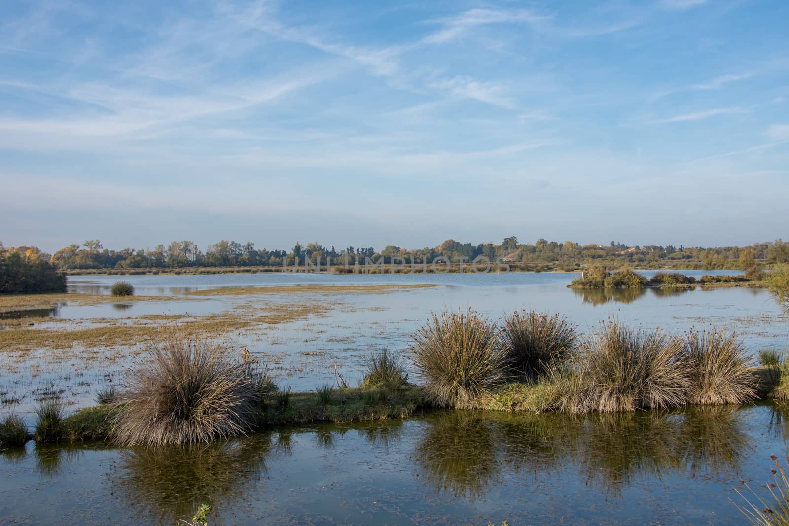 landscape of Camargues in the south of France. Ornithological nature reserve