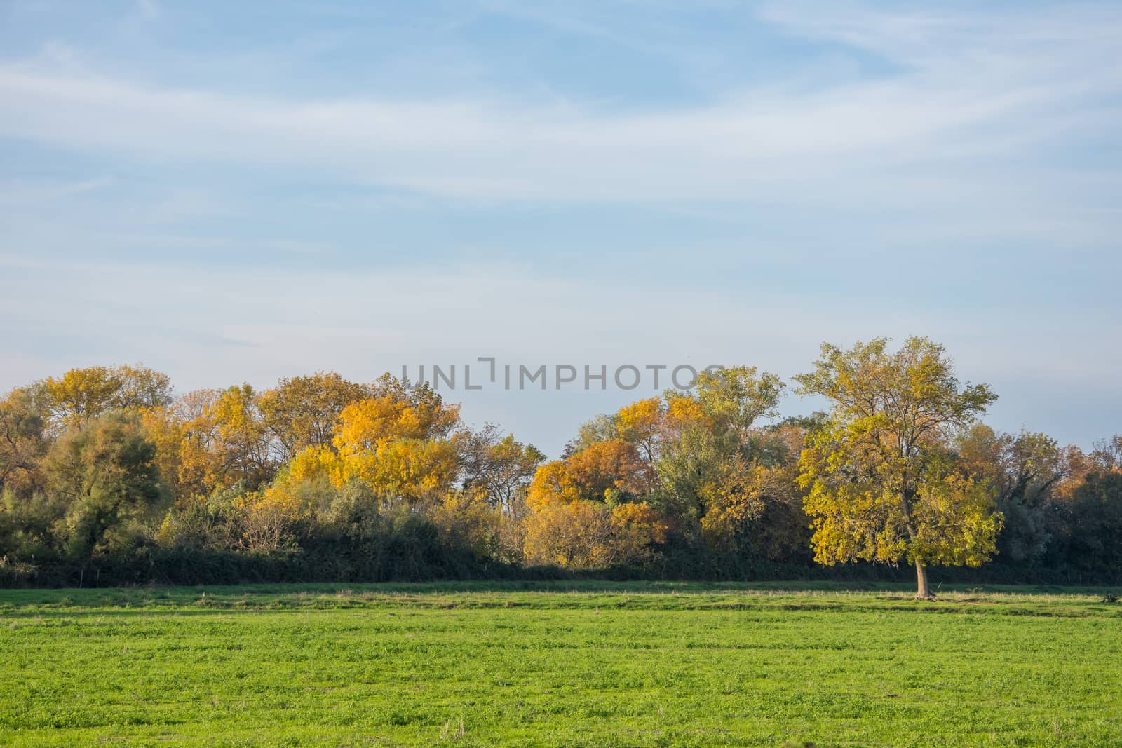 landscape of Camargues in the south of France. Ornithological nature reserve