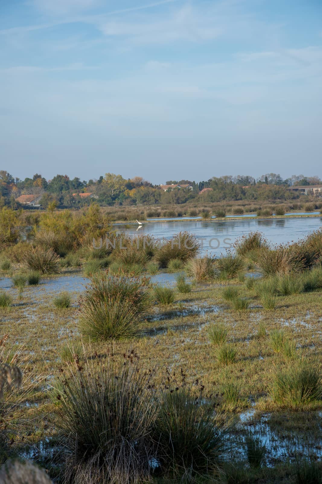 landscape of Camargues in the south of France. Ornithological nature reserve