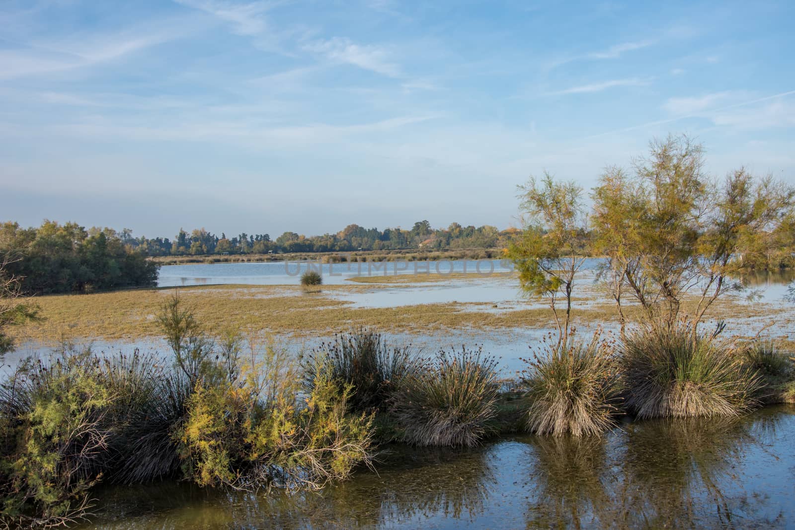 landscape of Camargues in the south of France. Ornithological nature reserve