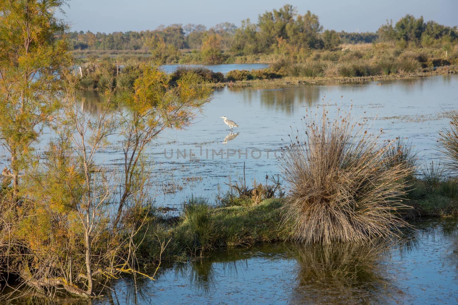 landscape of Camargues in the south of France. Ornithological nature reserve