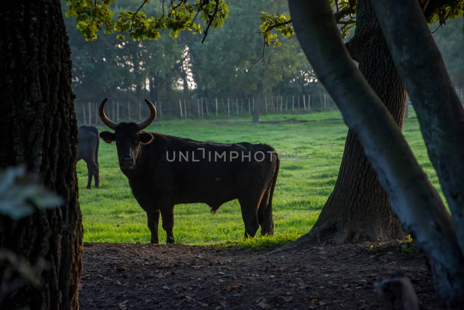 landscape of Camargues in the south of France. Ornithological nature reserve