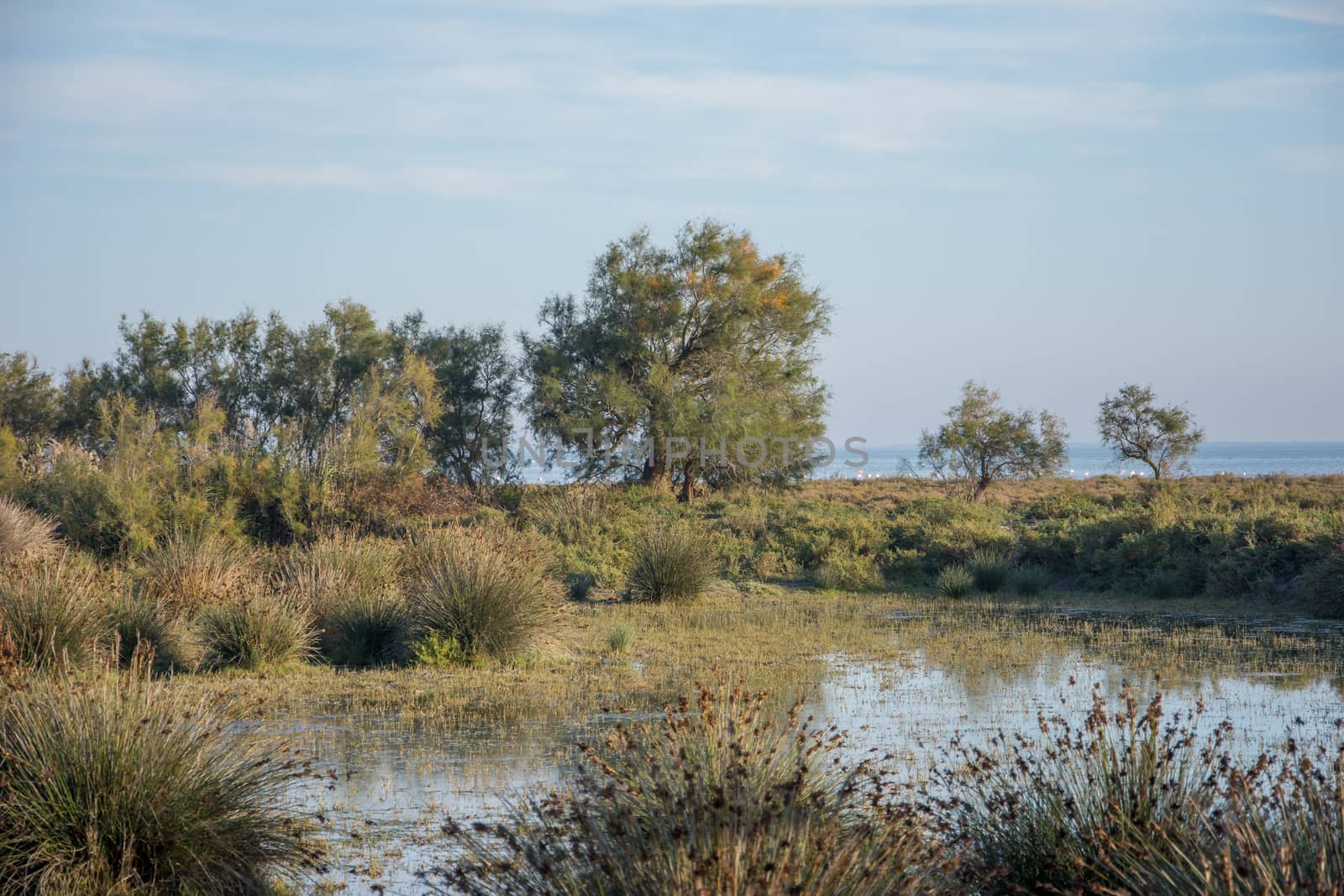 landscape of Camargues in the south of France. Ornithological nature reserve