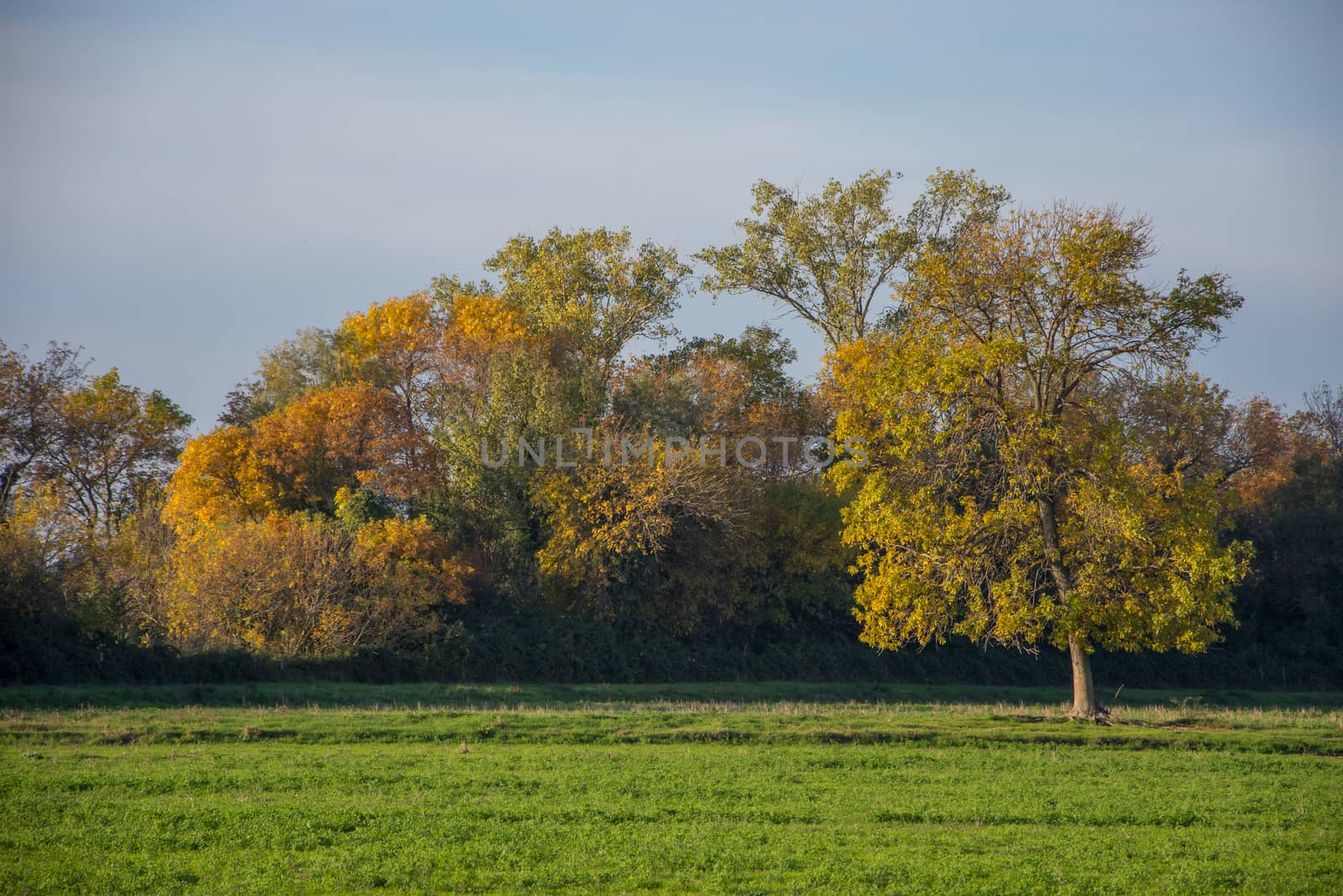 landscape of Camargues in the south of France. Ornithological nature reserve