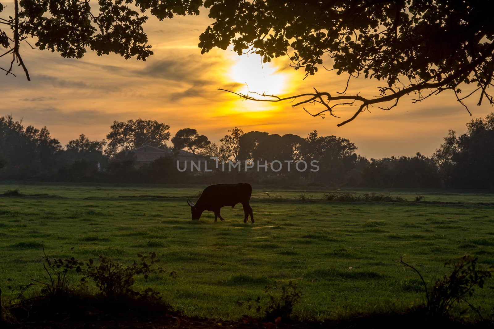 landscape of Camargues in the south of France by shovag