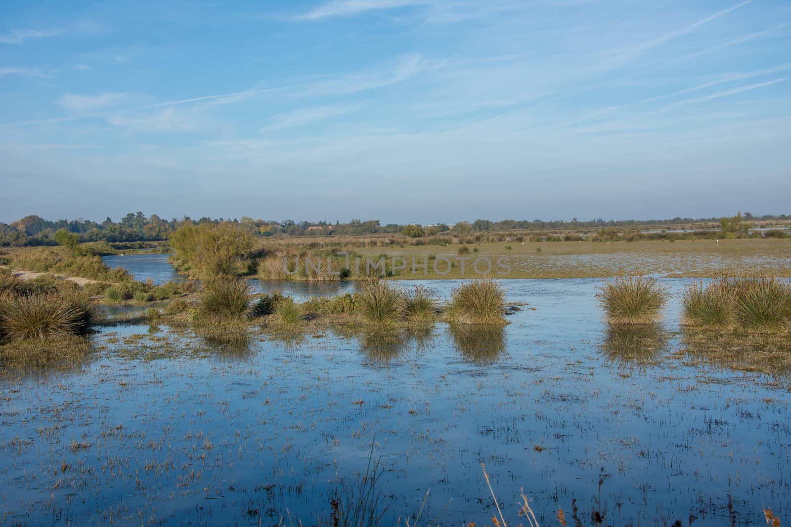 landscape of Camargues in the south of France. Ornithological nature reserve