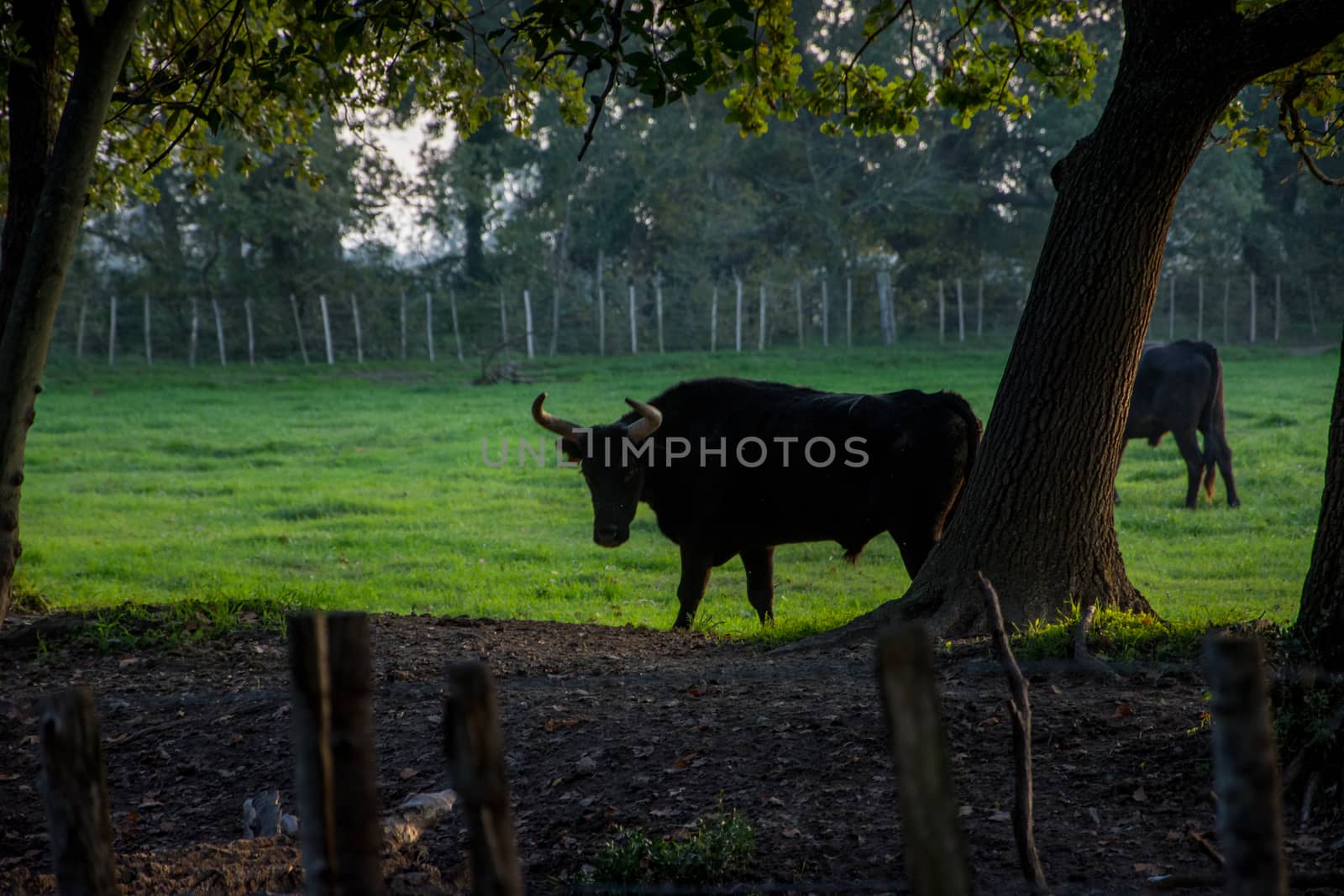 landscape of Camargues in the south of France by shovag