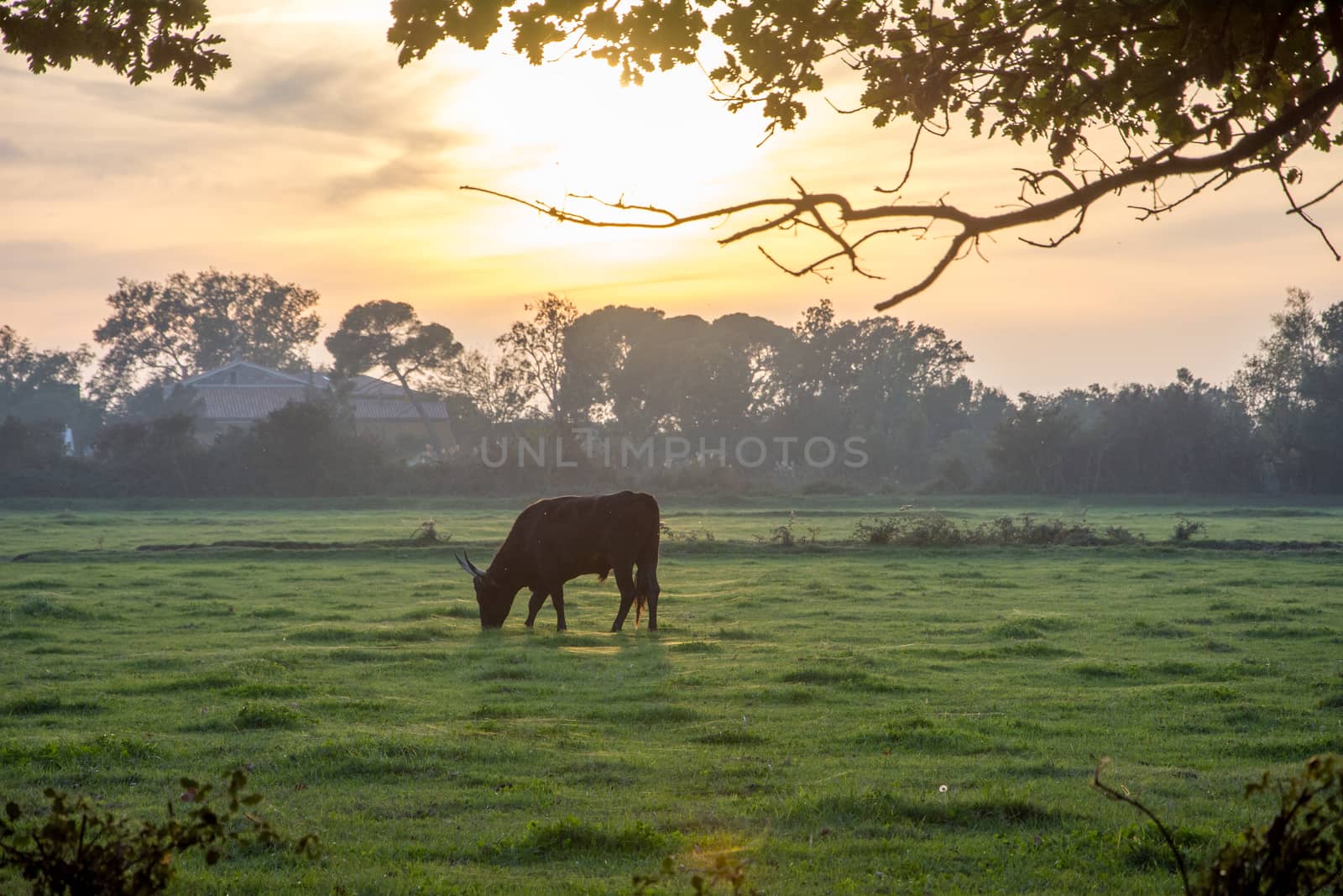 landscape of Camargues in the south of France. Ornithological nature reserve