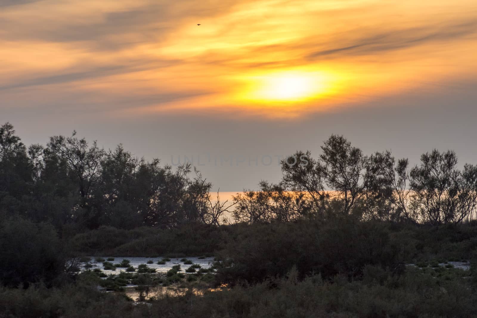 landscape of Camargues in the south of France. Ornithological nature reserve