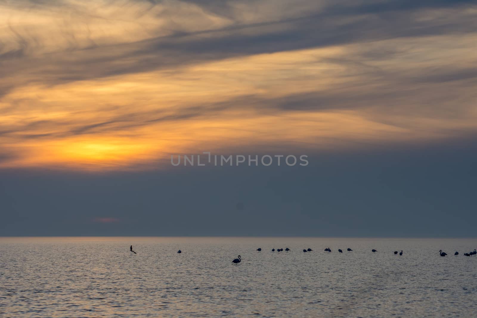 landscape of Camargues in the south of France. Ornithological nature reserve