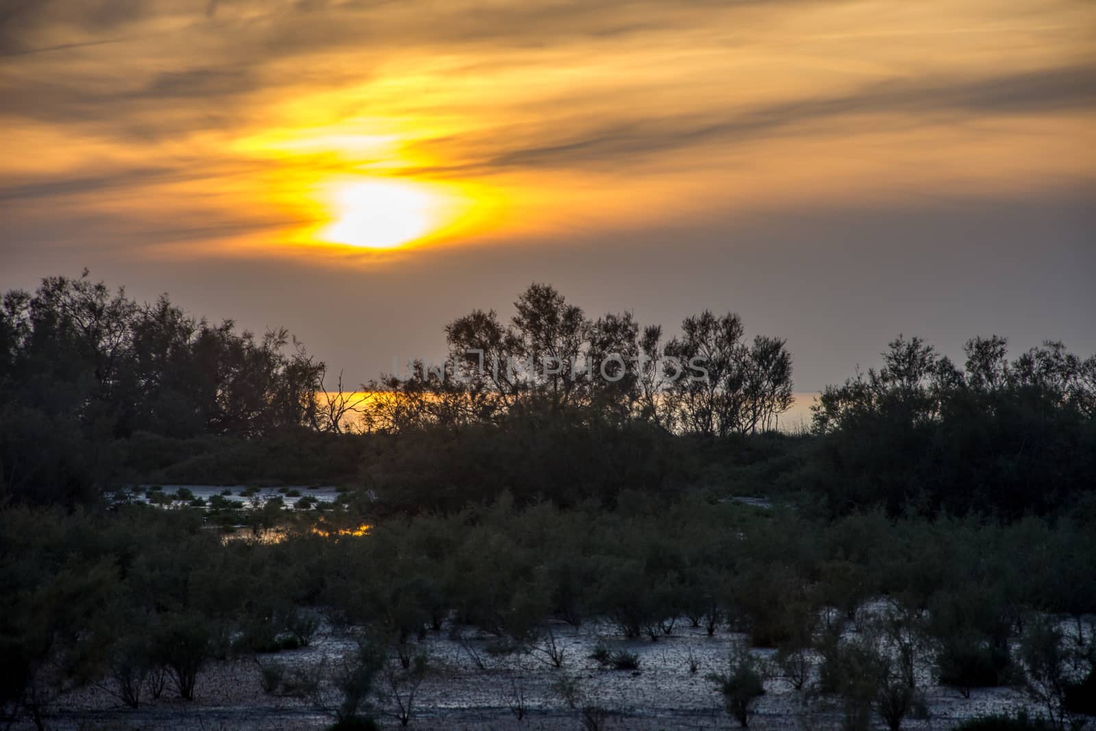 landscape of Camargues in the south of France. Ornithological nature reserve