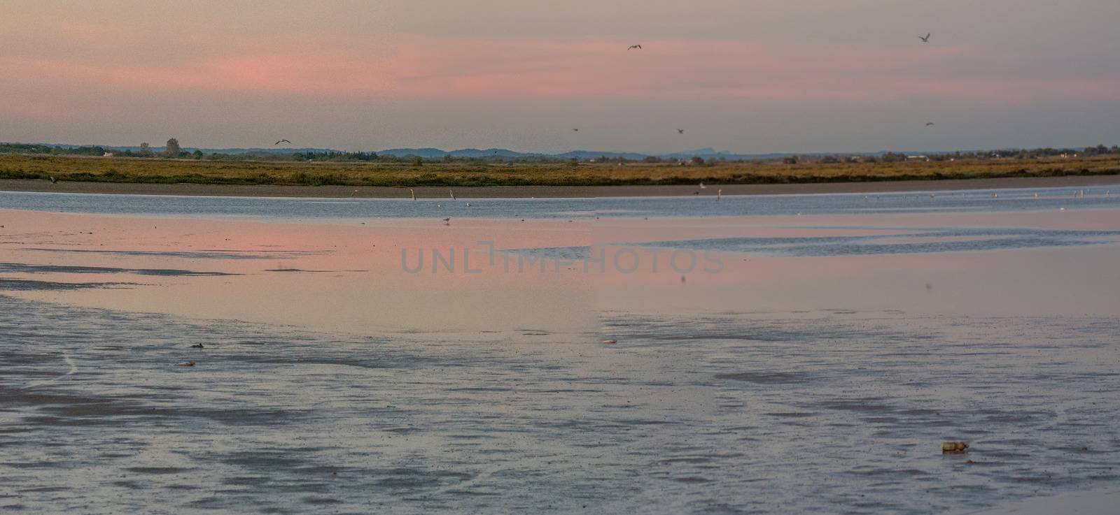 landscape of Camargues in the south of France. Ornithological nature reserve