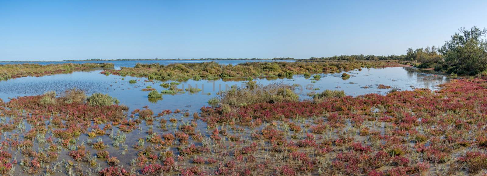 landscape of Camargues in the south of France. Ornithological nature reserve