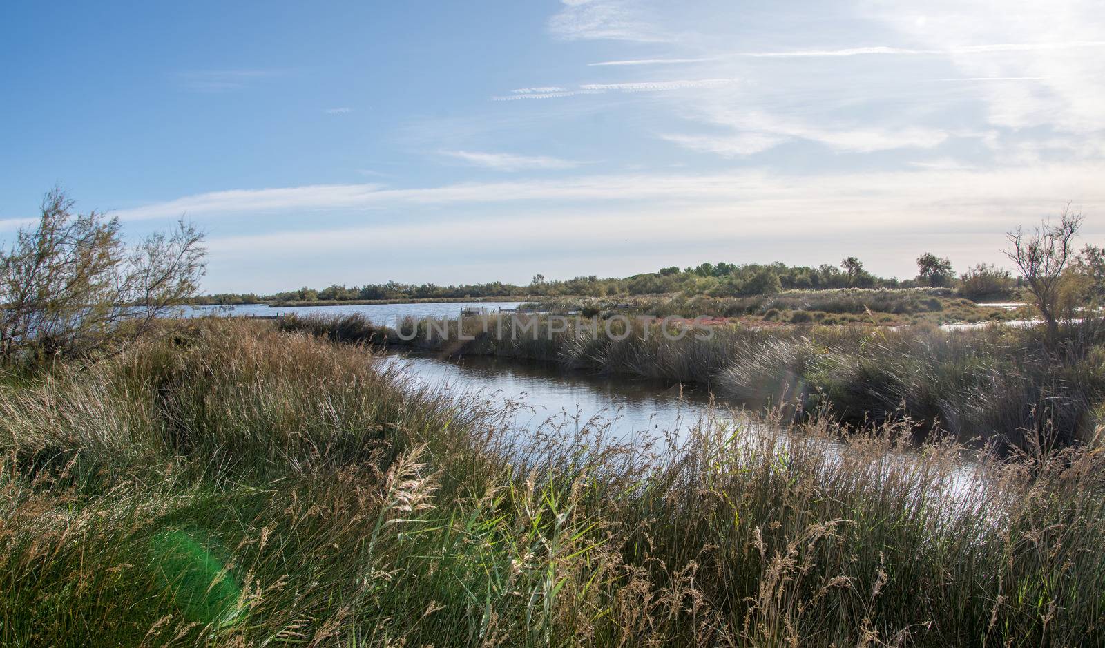 landscape of Camargues in the south of France. Ornithological nature reserve