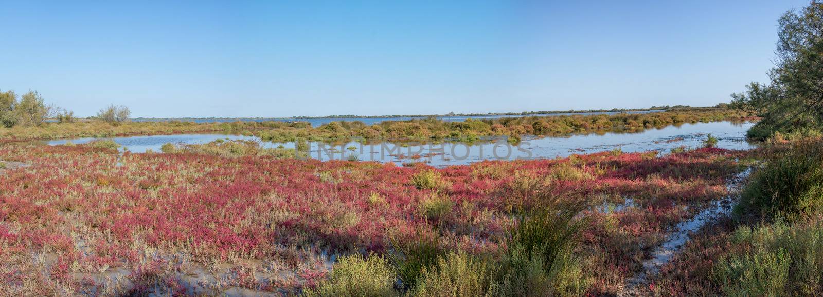 landscape of Camargues in the south of France. Ornithological nature reserve