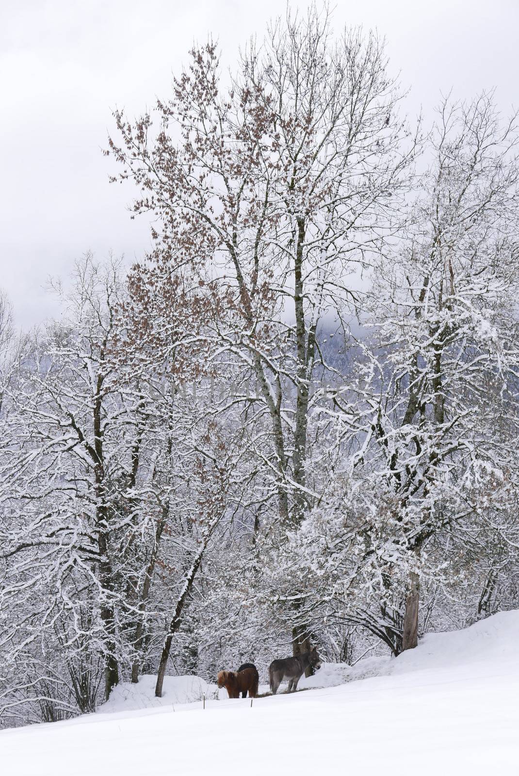 holiday at the foot of Mont Blanc in winter in the Chamonix Valley, France